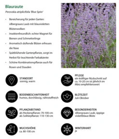 Blauraute 'Blue Spire' -Angebote Pflanz Lust Store 7302631 WE IG 001 Blauraute