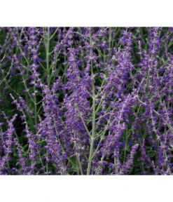 Blauraute 'Blue Spire' -Angebote Pflanz Lust Store 7302631 WE MO 001 PerovskiaLittleSpireTBlauraute