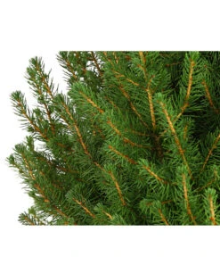 Zuckerhutfichte 'Conica' -Angebote Pflanz Lust Store 7315047 PR DE 001 PiceaZuckerhutfichteGlauceConica75LDehnerExpressHerzig