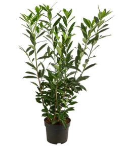 Kaukasischer Kirschlorbeer 'Caucasica'
