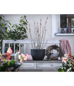 Rotkätzchenweide, Busch -Angebote Pflanz Lust Store 7461817 WE MO 001 SalixHHaengekaetzchenRotkaetzchenBusch3LDehnerExpressHerzig