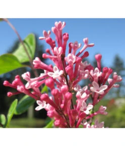 Zwerg-Duftflieder 'Tinkerbelle' 11 Zwerg-Duftflieder 'Tinkerbelle' -Angebote Pflanz Lust Store 7489156 BildD 001 ZwergDuftfliederTinkerbelleSyrTinkerbelle