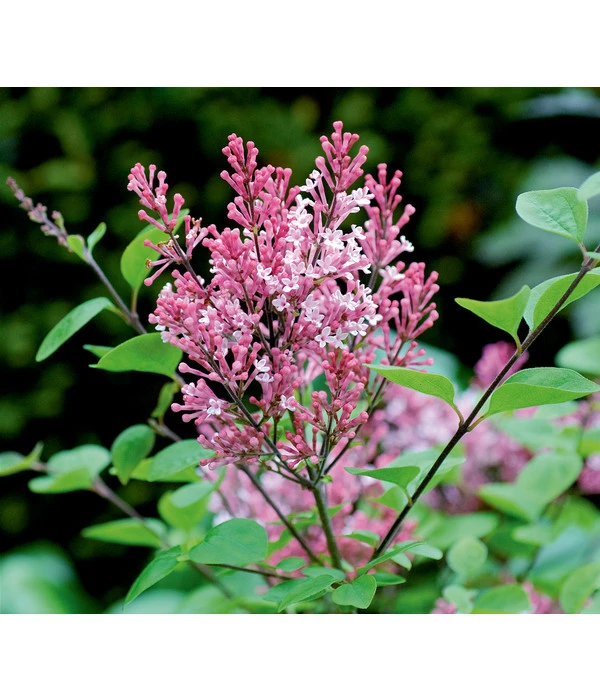 Zwerg-Duftflieder 'Tinkerbelle' 1 Zwerg-Duftflieder 'Tinkerbelle'