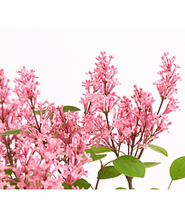 Zwerg-Duftflieder 'Tinkerbelle' 3 Zwerg-Duftflieder 'Tinkerbelle' – Bild 3