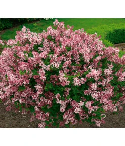 Chinesischer Zwerg-Flieder 'Palibin' -Angebote Pflanz Lust Store 7489792 BildFS 001 ChinesischerZwergFliederSyrMeyeriPalibin