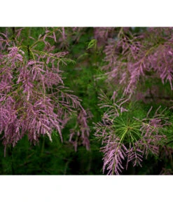 Frühlings-Tamariske