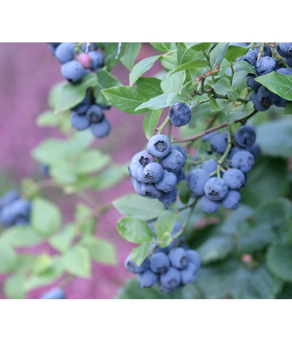 Heidelbeere 'Hardyblue' 1 Heidelbeere 'Hardyblue'