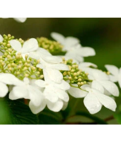 Japanischer Schneeball 'Kilimandjaro'