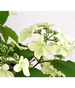 Japanischer Schneeball 'Kilimandjaro' -Angebote Pflanz Lust Store 7533458 WE DE 001 ViburnumPlicatumImmergruenerSchneeballKilimandjaro3LDehnerExpressHerzig