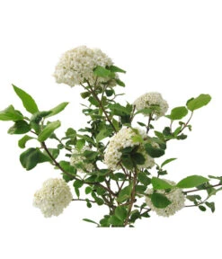 Großblumiger Duft-Schneeball -Angebote Pflanz Lust Store 7533623 BildFS 001 GrossblumigerDuftSchneeballVibCarlcephalum