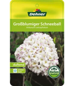 Großblumiger Duft-Schneeball -Angebote Pflanz Lust Store 7533623 Duftschneeball Etikett 01
