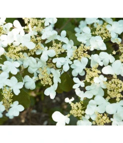 Japanischer Etagen-Schneeball 'Mariesii' -Angebote Pflanz Lust Store 7537194 BildD 001 JapanischerEtagenSchneeballMariesiiVibPlicatumMariesii