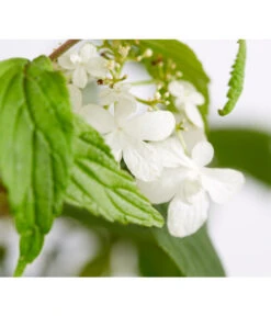 Japanischer Etagen-Schneeball 'Mariesii' -Angebote Pflanz Lust Store 7537194 WE DE 001 ViburnumPlicatumMariesiiSchneeball4LDehnerExpressZS