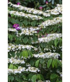 Japanischer Etagen-Schneeball 'Mariesii' -Angebote Pflanz Lust Store 7537236 PR DE 001 ViburnumPlicatumMariesiischneeball