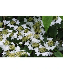 Japanischer Etagen-Schneeball 'Mariesii' -Angebote Pflanz Lust Store 7537236 PR DE 002 ViburnumPlicatumMariesiiSchneeball