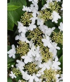 Japanischer Etagen-Schneeball 'Mariesii' -Angebote Pflanz Lust Store 7537236 PR DE 003 ViburnumPlicatumMariesiiSchneeball