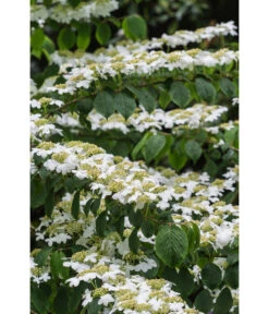 Japanischer Etagen-Schneeball 'Mariesii' -Angebote Pflanz Lust Store 7537236 PR DE 006 ViburnumPlicatumMariesiiSchneeball