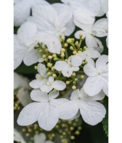 Japanischer Etagen-Schneeball 'Mariesii' -Angebote Pflanz Lust Store 7537236 PR DE 007 ViburnumPlicatumMariesiiSchneeball