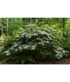 Japanischer Etagen-Schneeball 'Mariesii' -Angebote Pflanz Lust Store 7537236 PR MO 001 ViburnumPlicatumMariesiiSchneeball