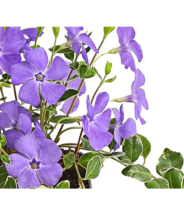 Immergrün 'Ralph Shugert' 2 Immergrün 'Ralph Shugert' – Bild 2