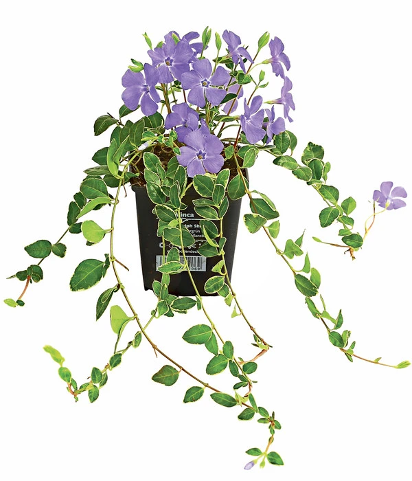 Immergrün 'Ralph Shugert' 1 Immergrün 'Ralph Shugert'