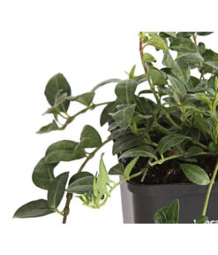 Weißes Immergrün 'Alba' -Angebote Pflanz Lust Store 7539885 PR DE 001 VincaImmergruenMinorWeiss9CDehnerExpressHerzig