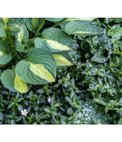 Weißes Immergrün 'Alba' -Angebote Pflanz Lust Store 7539885 PR MO 001 VincaImmergruenWeissSchattenbeetPrivatgartenLucknerMai2017