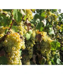 Dehner Gourmet Garten Tafeltraube 'Palatina' -Angebote Pflanz Lust Store 7540099 WE MO 001 GGWeinPalatinaPixabay