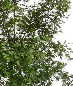 XXL Fächerahorn, Ca. 190-210 Cm -Angebote Pflanz Lust Store 7548068 WE DE 001 AcerPalmatumAhorn