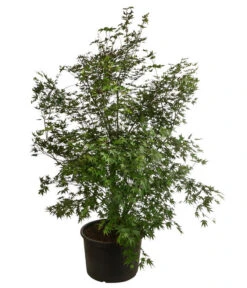 XXL Fächerahorn, Ca. 190-210 Cm