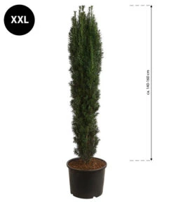 Angebote Pflanz Lust Store -Angebote Pflanz Lust Store 7548100 WE BG 001 FastigiatarobustaSchmaleSaeuleneibeXXL