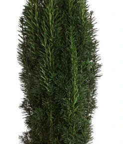 XXL Schmale Säuleneibe 'Fastigiata Robusta', Ca. 140-160 Cm -Angebote Pflanz Lust Store 7548100 WE DE 001 TaxusBaccataFastigiataRobustaH140