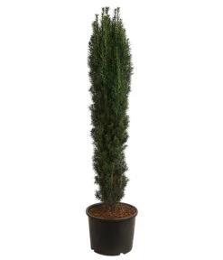 XXL Schmale Säuleneibe 'Fastigiata Robusta', Ca. 140-160 Cm