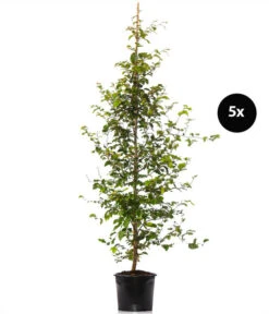 2,5 Meter Rotbuche, 5 X Ca. 175-200 Cm