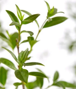 12,5 Meter Gemeiner Liguster, 50 X Ca. 60-100 Cm -Angebote Pflanz Lust Store 7548373 7548373 7548399 7548407 7548415 7548423 WE DE 001 GemeinerLiguster 1