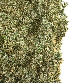 Japanischer Spindelstrauch 'Bravo', Ca. 100-125 Cm -Angebote Pflanz Lust Store 7551401 WE DE 001 JapanischerSpindelstrauchBravoXXL