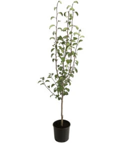 Winterbirne 'Alexander Lucas' -Angebote Pflanz Lust Store 7602709 PR FS 001 PyrusBirneAlexanderLucasBUDehnerExpressHerzig 1