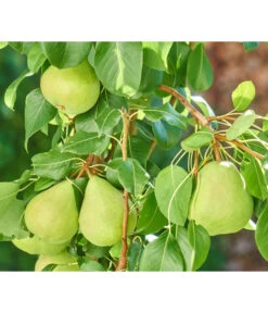 Zwergbirne 'Luisa' -Angebote Pflanz Lust Store 7611999 WE DE 003 PyrusZwergbirneBirnePixabay