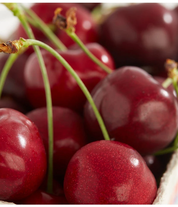 Süßkirschen-Duo 'Kordia/Burlat' 2 Süßkirschen-Duo 'Kordia/Burlat' – Bild 2