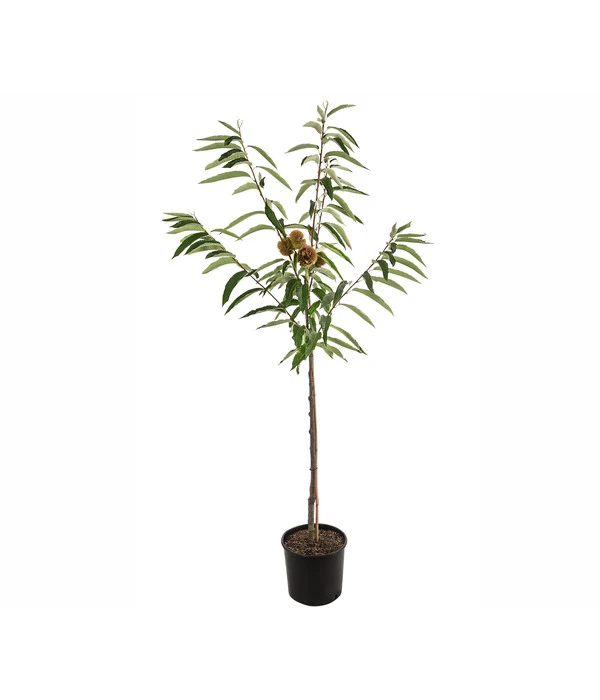 Esskastanie 'Bouche De Betizac' 2 Esskastanie 'Bouche De Betizac' – Bild 2