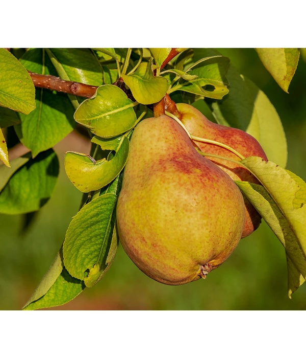 Sommerbirne 'Clapps Liebling' 1 Sommerbirne 'Clapps Liebling'