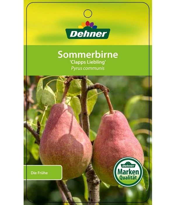 Sommerbirne 'Clapps Liebling' 2 Sommerbirne 'Clapps Liebling' – Bild 2