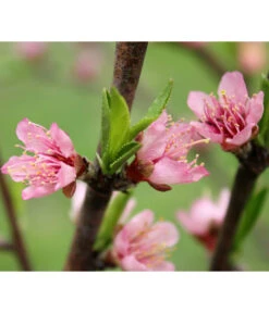 Nektarine 'Crimson Gold' -Angebote Pflanz Lust Store 7626005 PR DE 002 PrunusNektarineCrimsonGoldBluetePixabay