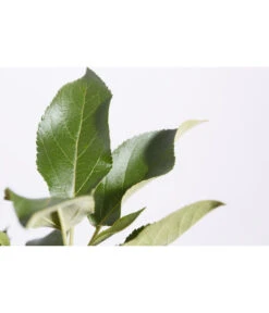 Herbstapfel 'Elstar' -Angebote Pflanz Lust Store 7639164 PR DE 001 ApfelElstarMalusBusch95LiterDehnerExpressZS