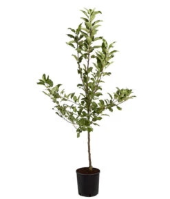 Herbstapfel 'Elstar' -Angebote Pflanz Lust Store 7639164 PR FS 001 ApfelElstarMalusBusch95LiterDehnerExpressZS
