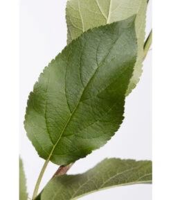 Apfel-Duo 'Jonagold'/'Elstar' -Angebote Pflanz Lust Store 7639248 PR DE 001 ApfelElstarJonagoldDuoMalus95LiterDehnerExpressZS