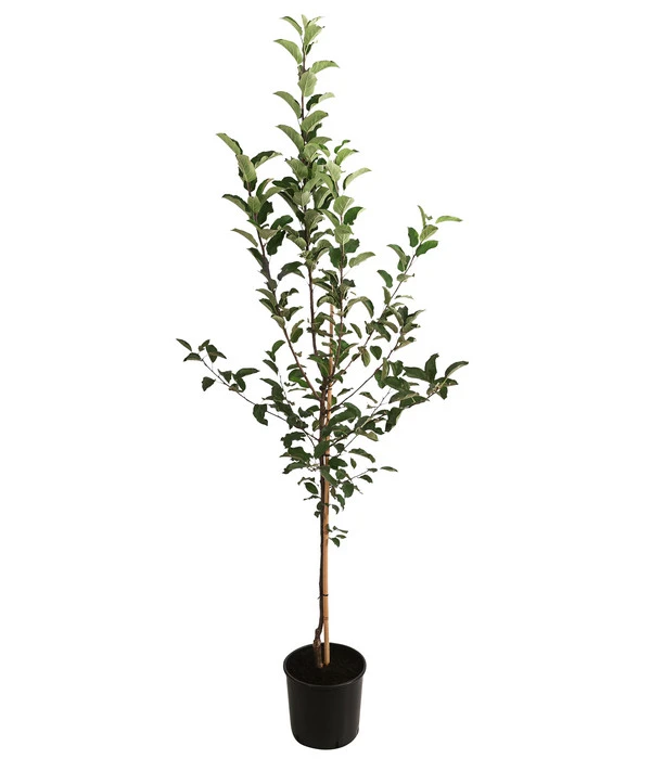 Apfel-Duo 'Gala'/'Elstar' 2 Apfel-Duo 'Gala'/'Elstar' – Bild 2