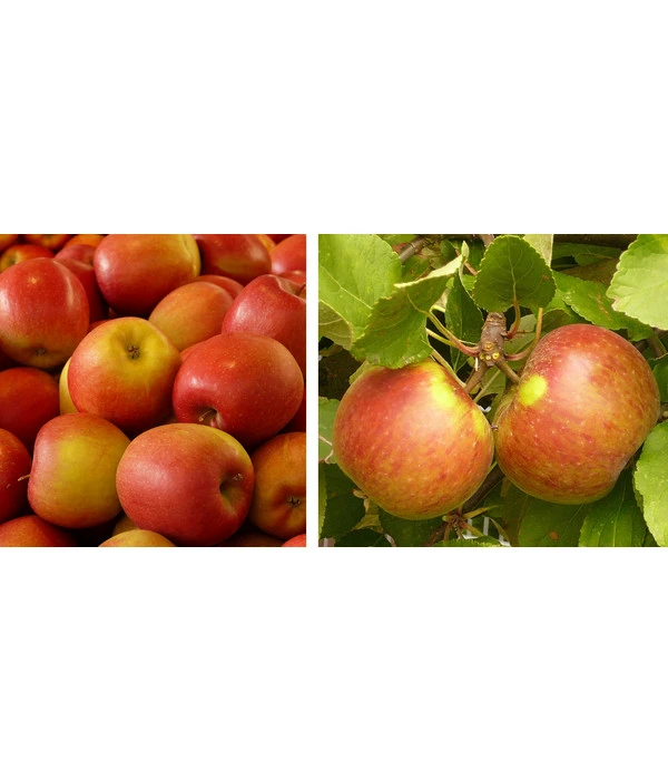 Apfel-Duo 'Gala'/'Elstar' 1 Apfel-Duo 'Gala'/'Elstar'