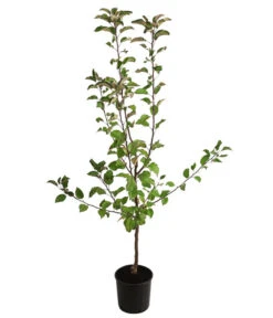 Herbstapfel 'Gerlinde' -Angebote Pflanz Lust Store 7648413 WE FS 001 ApfelbaumMalusApfelGerlinde