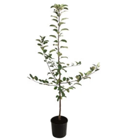 Herbstapfel 'Gravensteiner' -Angebote Pflanz Lust Store 7657356 WE FS 001 ApfelbaumMalusApfelGravensteiner